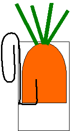 Cut-a-way drawing of carrot